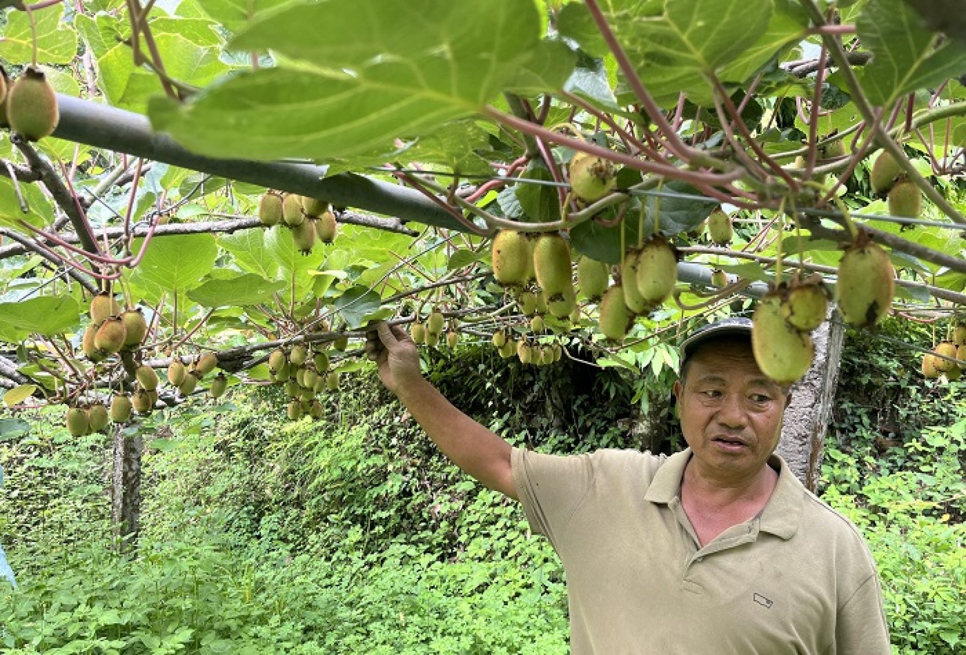 कोदो र मकैखेती छाडेर किबीखेतीमा आकर्षण बढ्दै, वार्षिक छ लाखभन्दा बढी आम्दानी